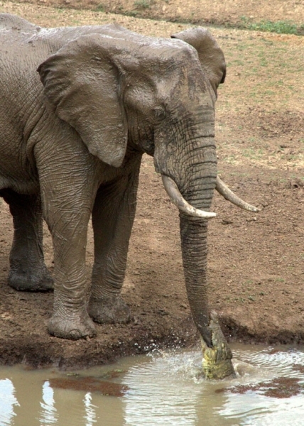 Ian Salisbury flagrou momento em que crocodilo abocanhou tromba de elefante