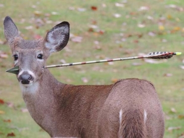 Veado com flecha atravessada pela cabea  procurado em cidade de Nova Jersey 