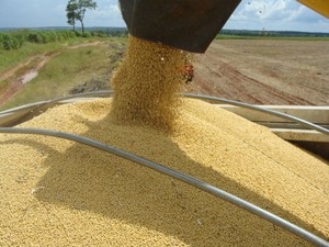 rea cultiva  de 8,2 milhes de hectares