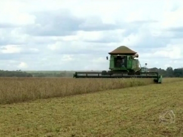 Produtores rurais de Mato Grosso do Sul já colheram cerca de 1,5 milhão de hectares cultivados com soja