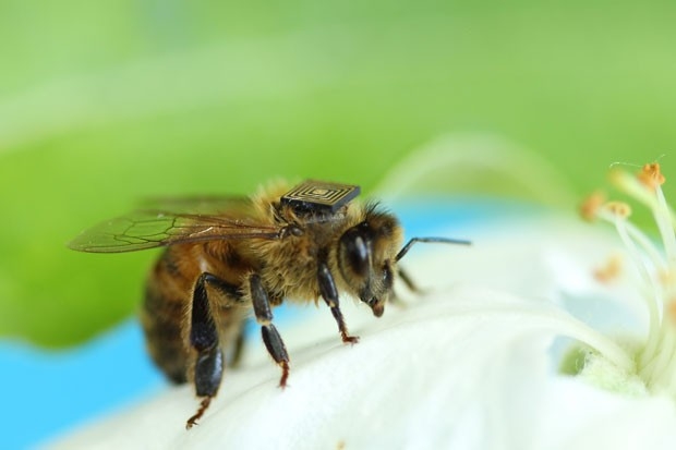Exemplar de abelha usa microssensor desenvolvido por cientista brasileiro. Testes feitos na Tasmnia, Austrlia, tentam identificar se pesticidas so culpados pelo sumio desses insetos, responsveis pela polinizao natural