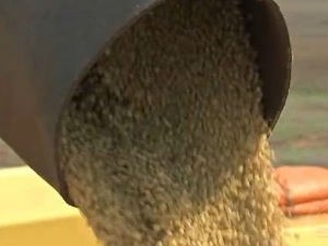 Grande estoques e rea plantada recorde pressionam a soja